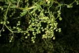 Artemisia annua RCP10-09 059.jpg